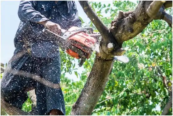 tree services San Germán